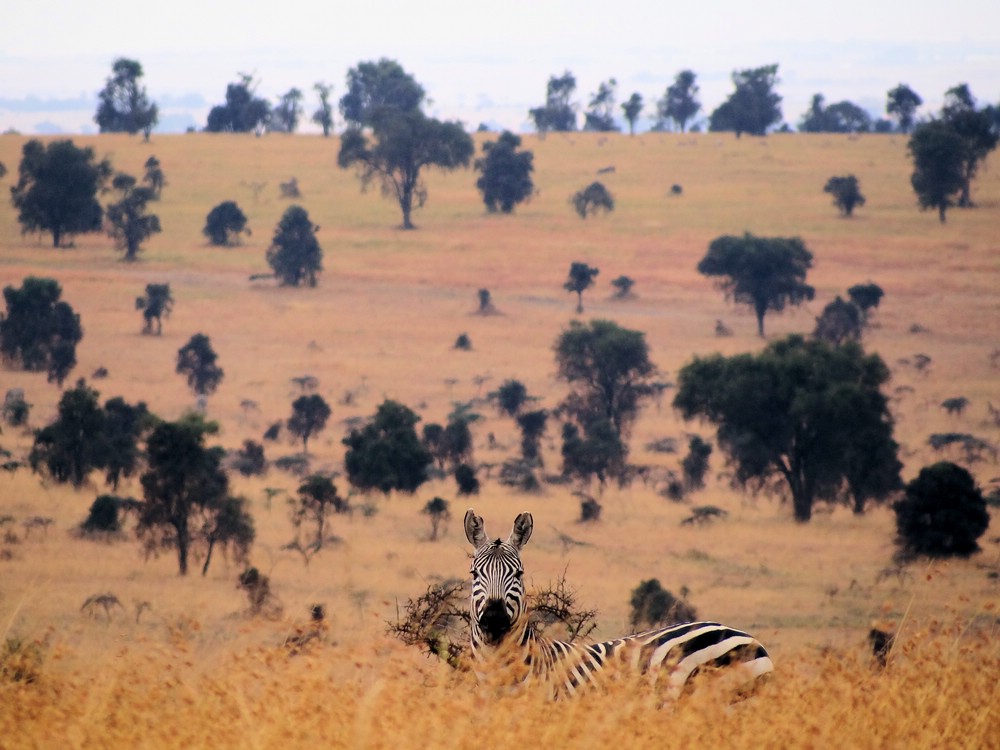 DSC06146SwaraOverrasketZebra.JPG