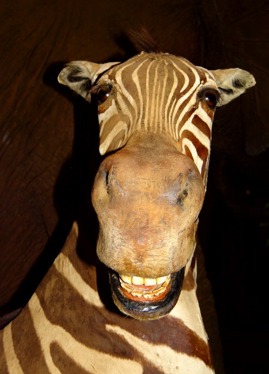 DSC06332NairobiForslittZebra.JPG