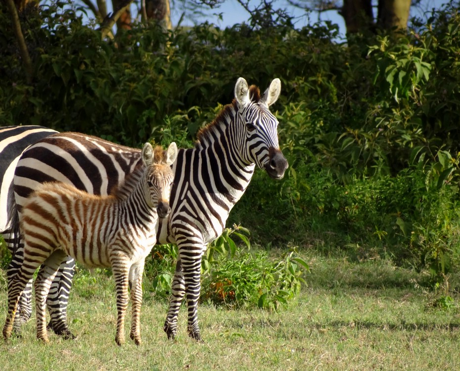 DSC06436NaivashaLitenGulrotzebra.JPG