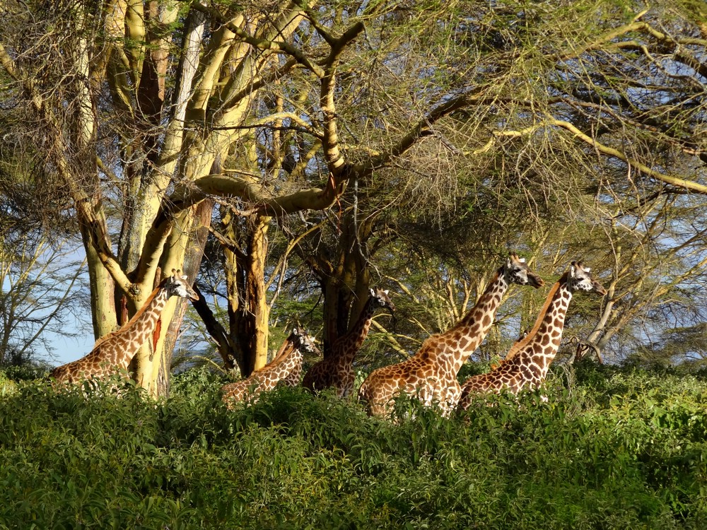 DSC06447NaivashaMangeGiraffmaner.JPG