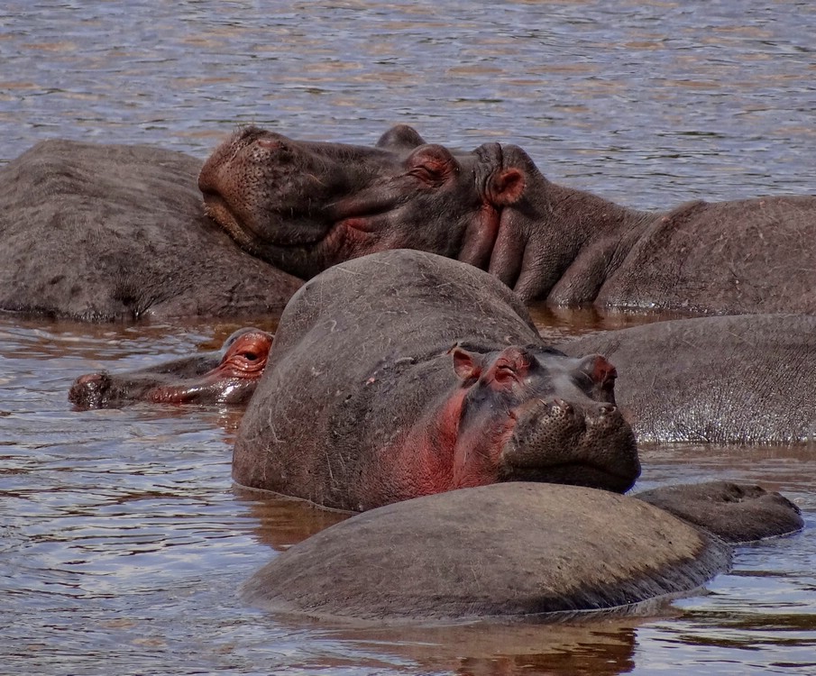 DSC06863MaraOemHippokos.JPG