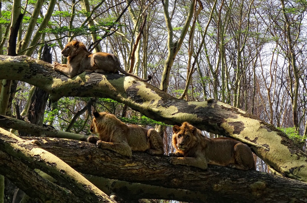 DSC07123NakuruLionsInTheTree.JPG