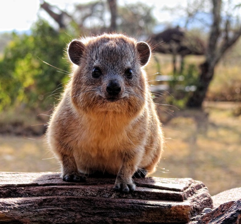 DSC07709SerengetiGrumpyHyrax.JPG