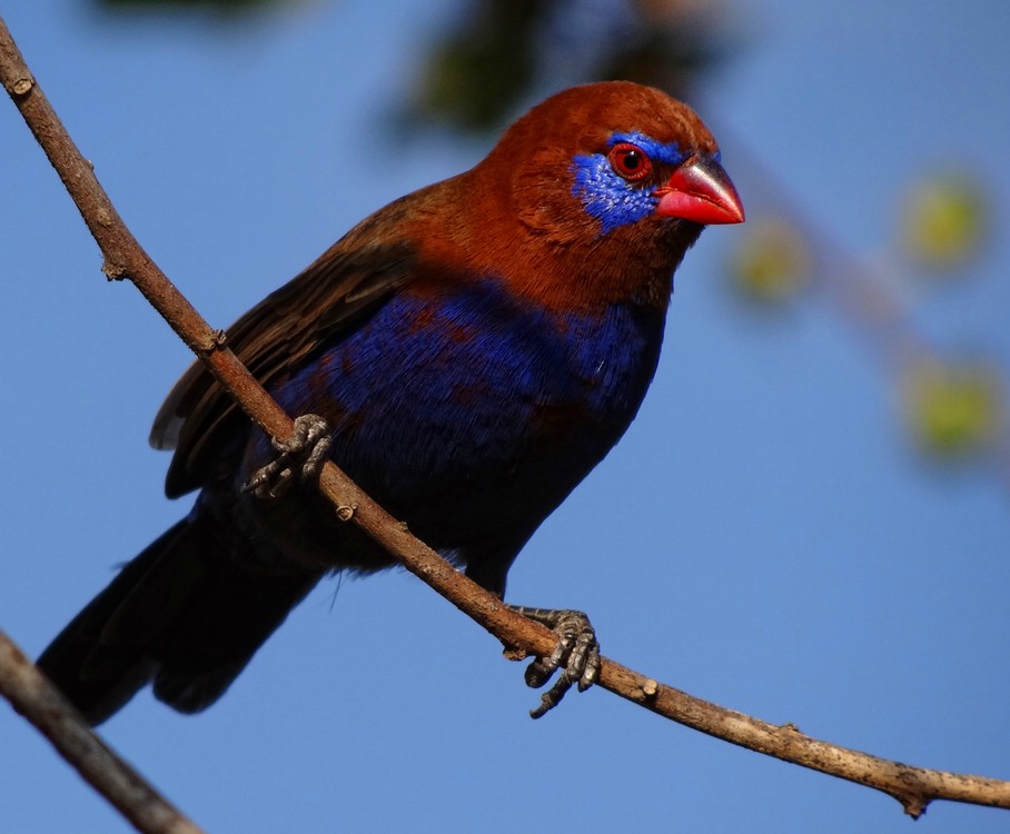 DSC07727SerengetiUraeginthusIanthinogaster.JPG