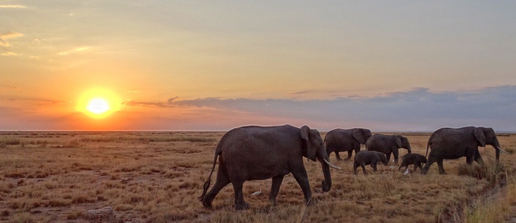 DSC08475AmboseliElephantCrossing.JPG