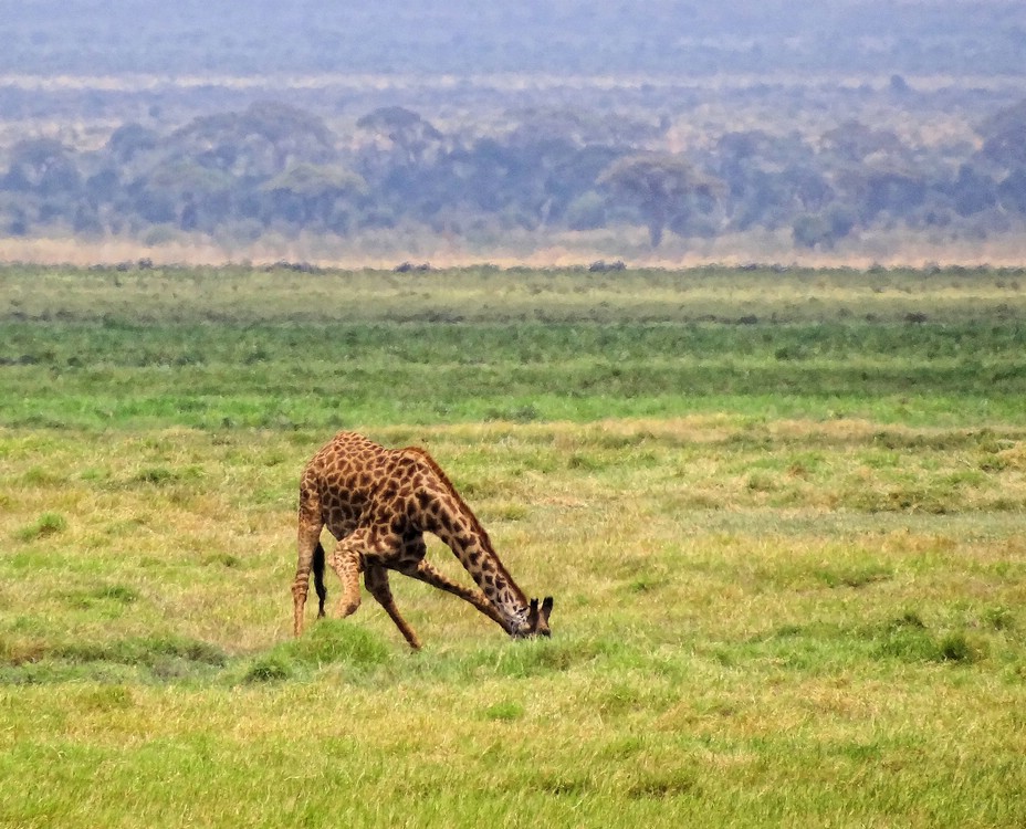 DSC08750AmboseliNaarGiraffenDrikker.JPG