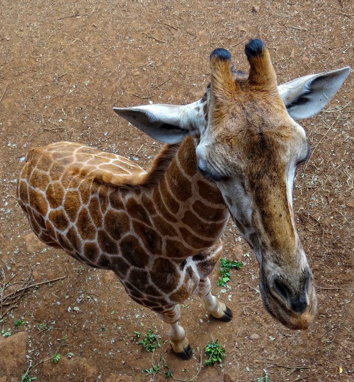 DSC09093NairobiGiraffOvenifra.JPG