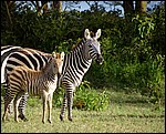 DSC06436NaivashaLitenGulrotzebra.JPG