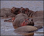 DSC06863MaraOemHippokos.JPG