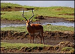 DSC07161NakuruImpalabukk.JPG