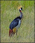 DSC07317NakuruVillOgVaatCrownedCrane.JPG