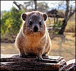 DSC07709SerengetiGrumpyHyrax.JPG