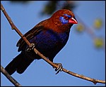 DSC07727SerengetiUraeginthusIanthinogaster.JPG