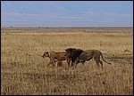 DSC08068NgorongoroOnTheProwl.JPG