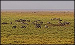 DSC08782AmboseliDerZebraeneSamles.JPG