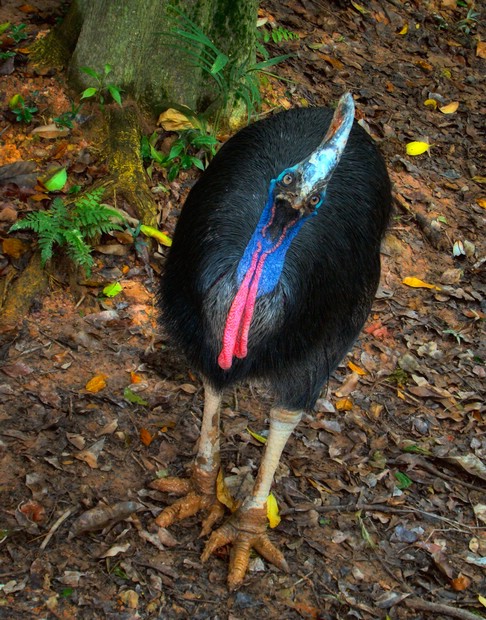 DSC02523JurongCassowary.JPG