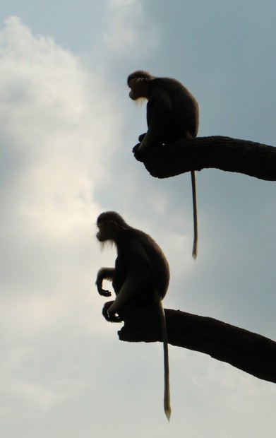 DSC02721SingaporeZooDoucerIProfil.JPG