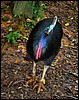 DSC02523JurongCassowary.JPG