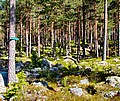 DSC00914AvalsjoeenInngangTilSkogen.JPG