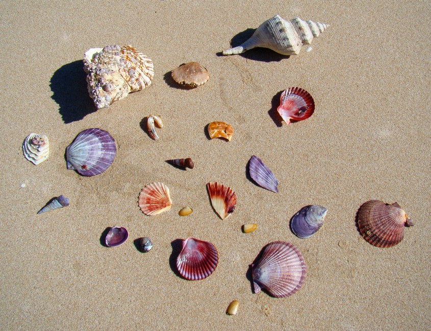 DSC07609FreycinetAssortertUtvalg.JPG