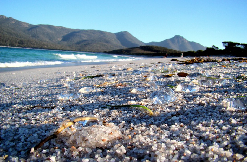 DSC07680FreycinetJellyfishMassacre.JPG