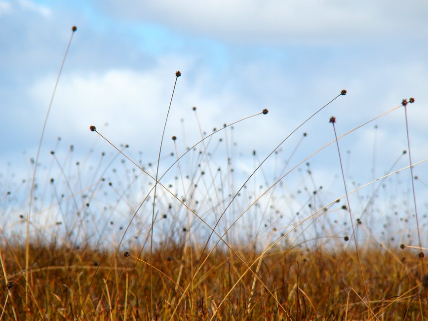 DSC08005OverlandButtongrassOveralt.JPG