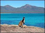 DSC07584FreycinetWhatMeWorry.JPG