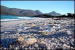 DSC07680FreycinetJellyfishMassacre.JPG