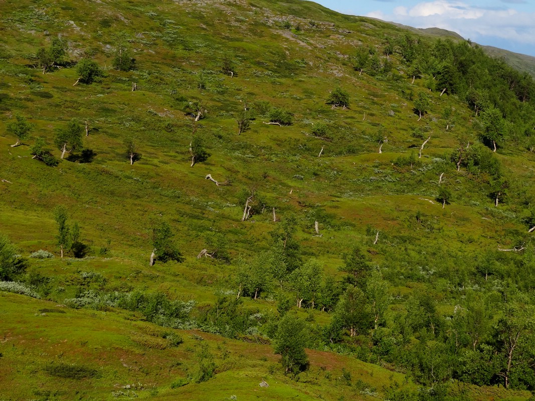 DSC01883RohkunEnSlagsSlagmark.JPG