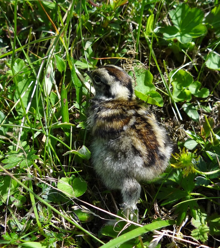 DSC02072RohkunRypekyllingILyngen.JPG