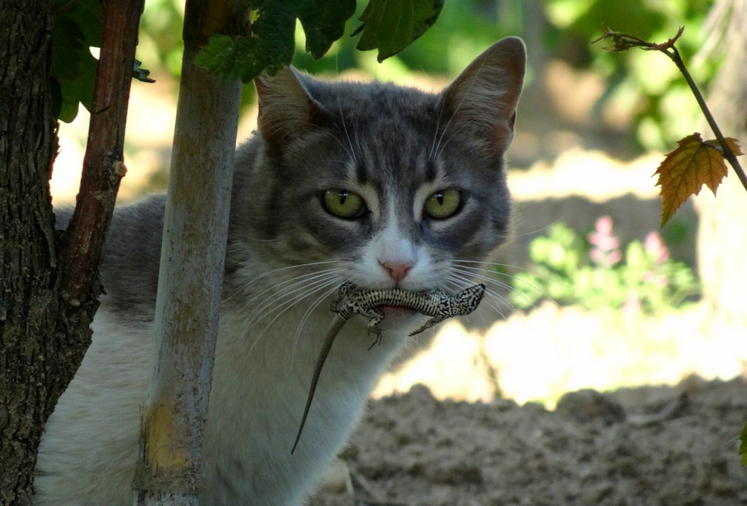 DSC03787LuniSurvivalOfTheCattest.JPG