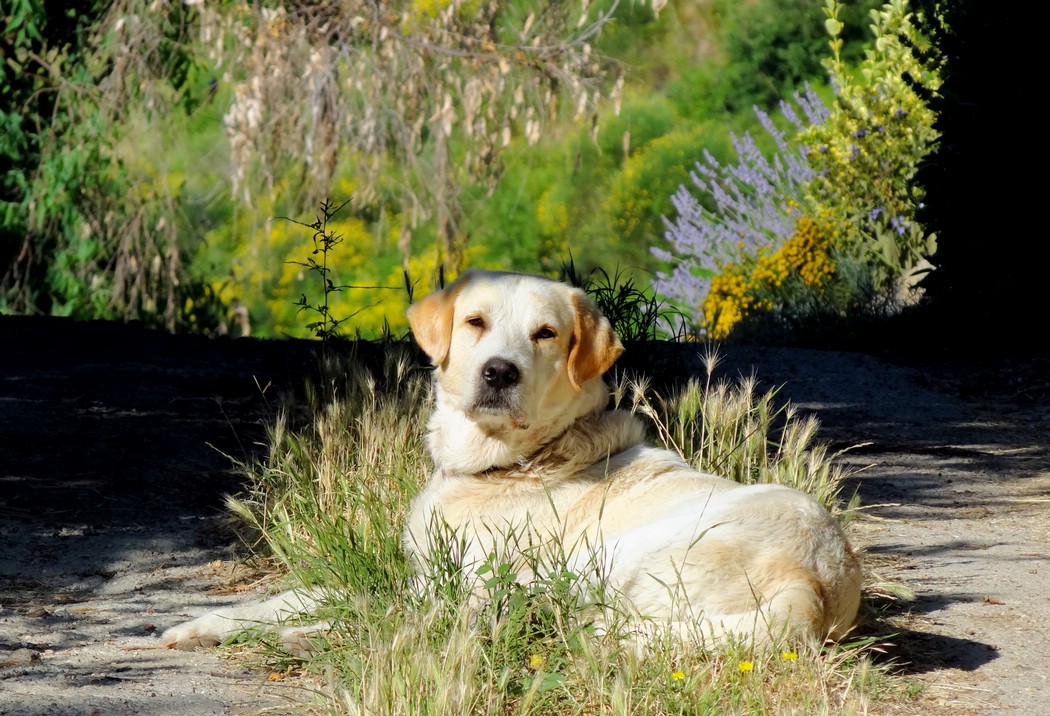 DSC05338CampagnanoSnillHund.JPG