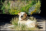 DSC05338CampagnanoSnillHund.JPG