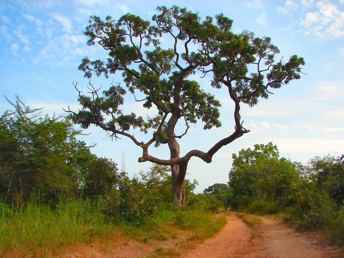 DSC07617KiangWestFineTraerIAfrika.JPG