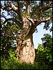 DSC07594KiangWestBaobaberErRare.JPG