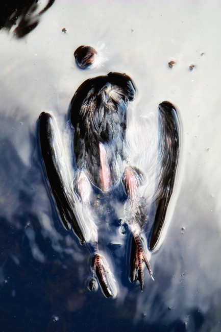 DSC02957FreoEx-Pidgeon.JPG