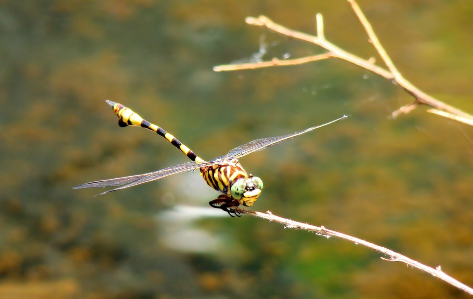 DSC04999KnoxDragonwasp.JPG