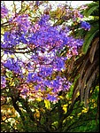 DSC02989PerthJacarandagrein.JPG