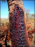 DSC04836KarijiniStigmatatree.JPG