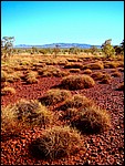 DSC04852KarijiniSpinifexgress.JPG