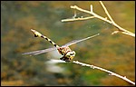 DSC04999KnoxDragonwasp.JPG