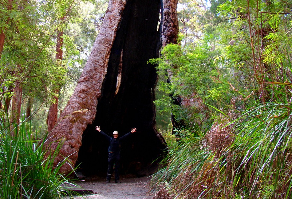 DSC06342BibbulmunBiiiigTree.JPG