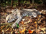 DSC02832BeliZooSleepingMaleOcelot.JPG