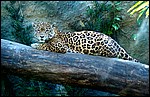 DSC03532ChetumalLatjaguar.JPG