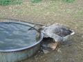 DSC00299.jpg