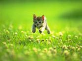 cat_0003