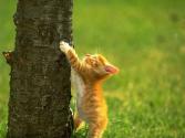cat_0009