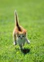cat_0031
