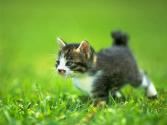 cat_0043