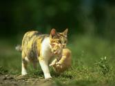 cat_0053